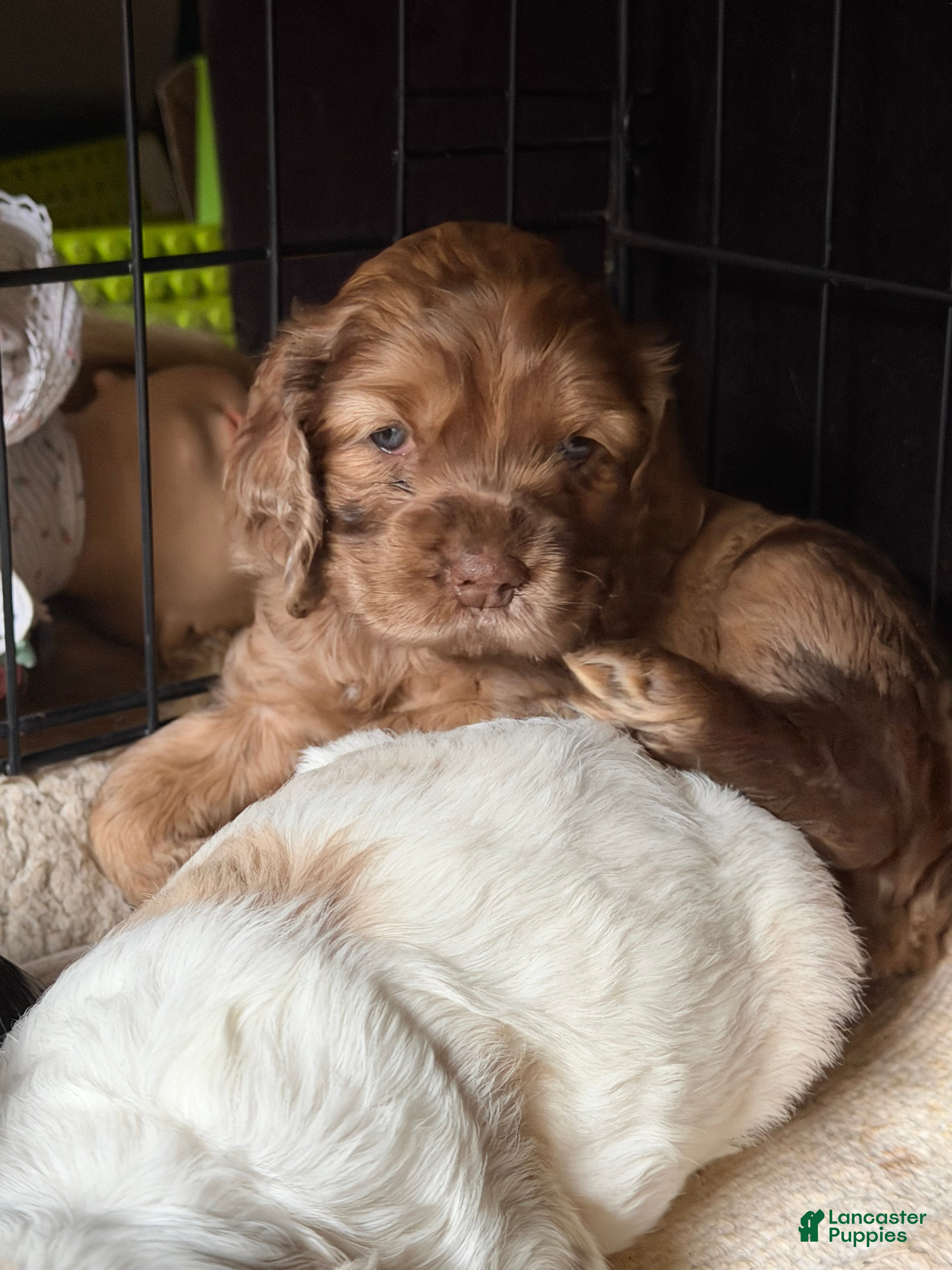 Cocker Spaniel dogs Coco - Ad 1