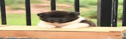 Akita dogs for sale: Spirit - Ad 3