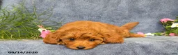 Cavapoo dogs for sale: Tucker - Ad 3