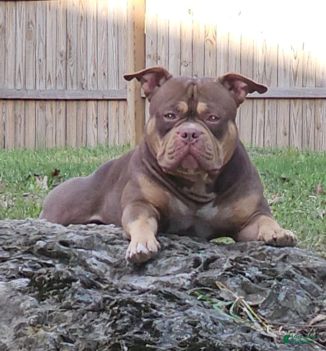 American Bully dogs for stud: Available for STUD!! - Ad 1