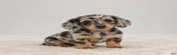 Miniature Dachshund dogs for sale: Atlas - Ad 3