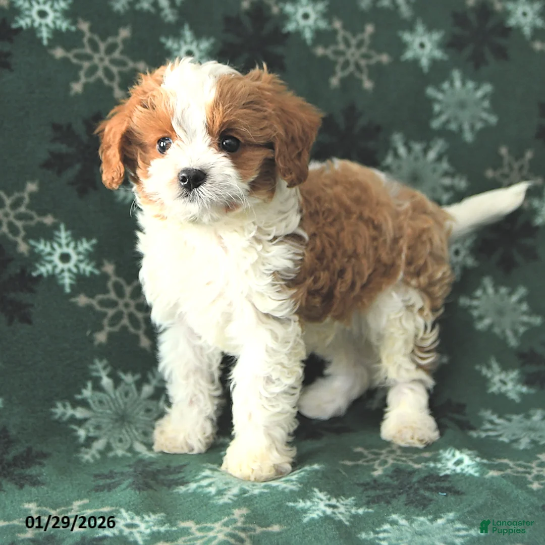 Cavapoo dogs for sale: Timmy - Ad 2