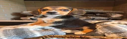 Beagle dogs for sale: Buddy - Ad 8