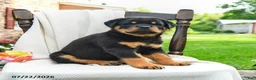 Rottweiler dogs for sale: Tank - Ad 5