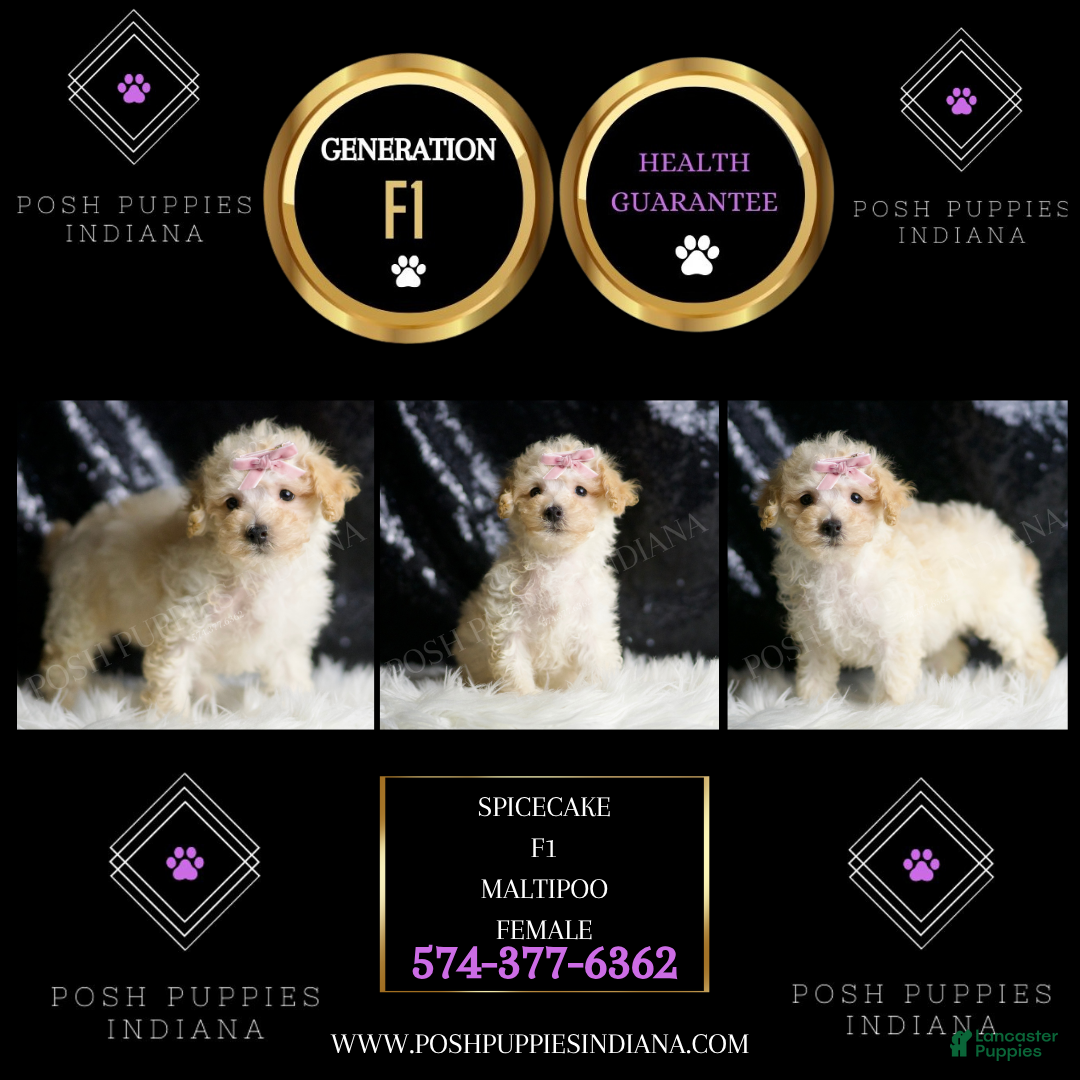 Maltipoo dogs for sale: Spice Cake - Ad 5
