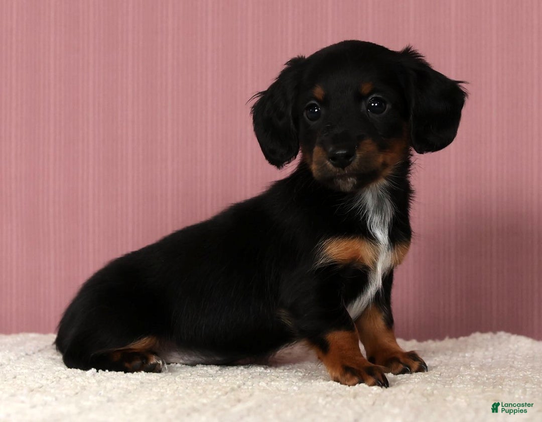 Miniature Dachshund dogs for sale: Kimberly - Ad 1