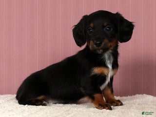 Miniature Dachshund dogs Kimberly - Ad 38