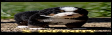 Bernese Mountain Dog Female 1