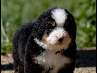 Bernese Mountain Dog dogs Bernese Mountain Dog Female 1 - Ad 30