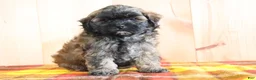 Shihpoo dogs for sale: Detroit - Ad 3