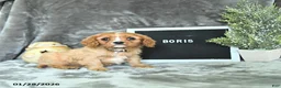 Cavalier King Charles Spaniel dogs for sale: Boris - Ad 3