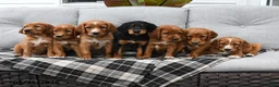 Mixed Breed dogs for sale: Teddy - Ad 5