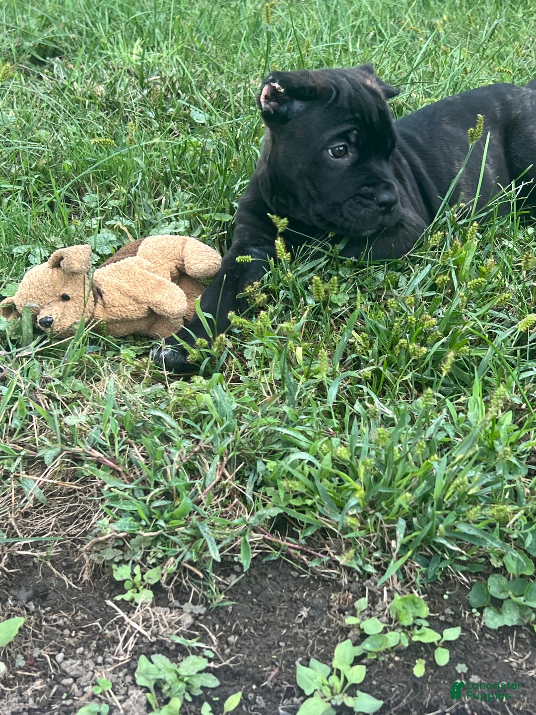 Cane Corso dogs for sale: Curry - Ad 17