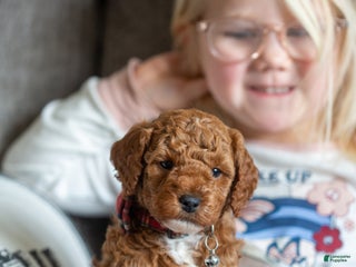 Mini Goldendoodle dogs Mini Goldendoodle Puppy 1 - Ad 28