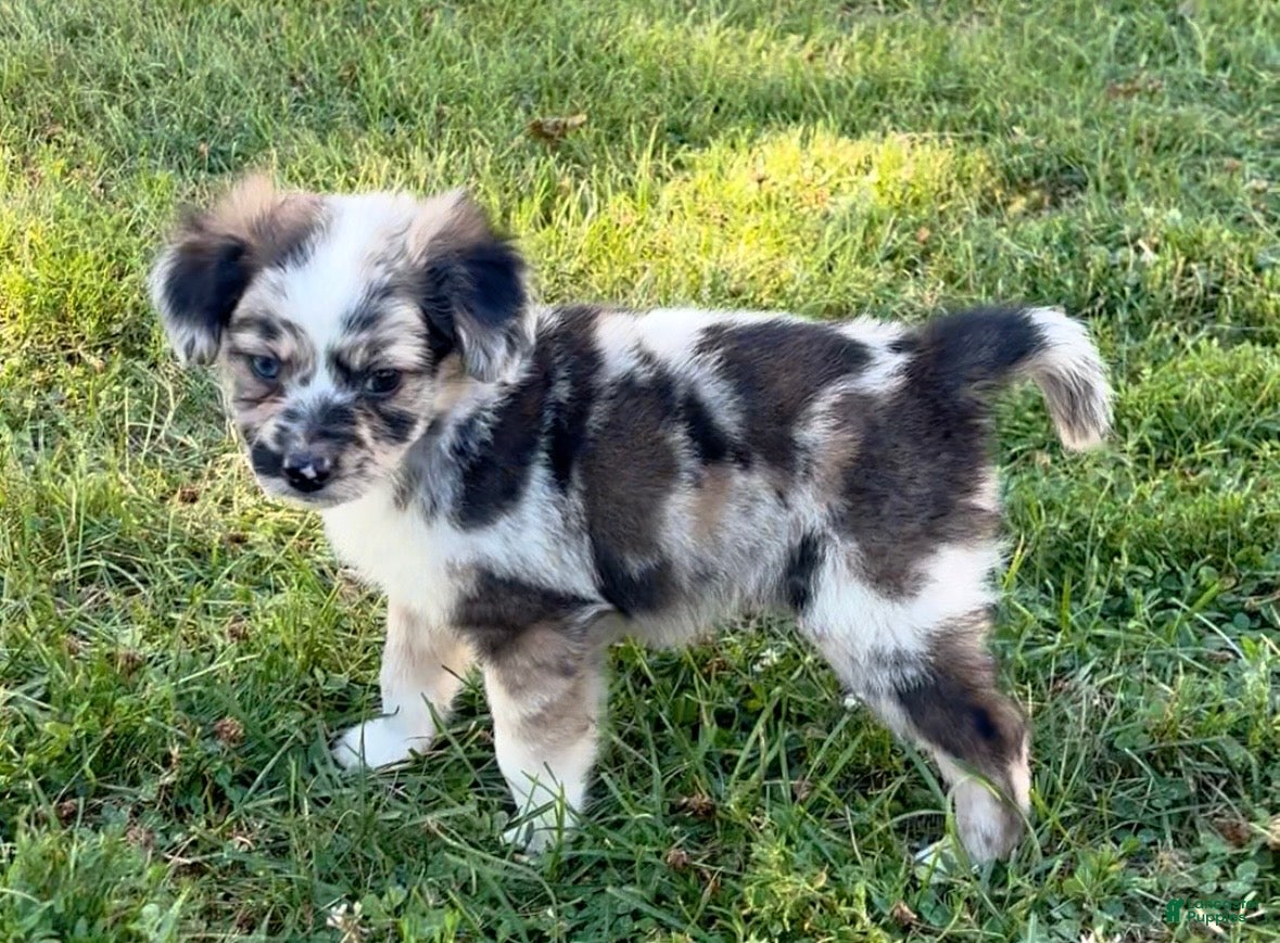 Mini Aussiedoodle dogs for sale: Jasper - Ad 2