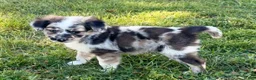 Mini Aussiedoodle dogs for sale: Jasper - Ad 1