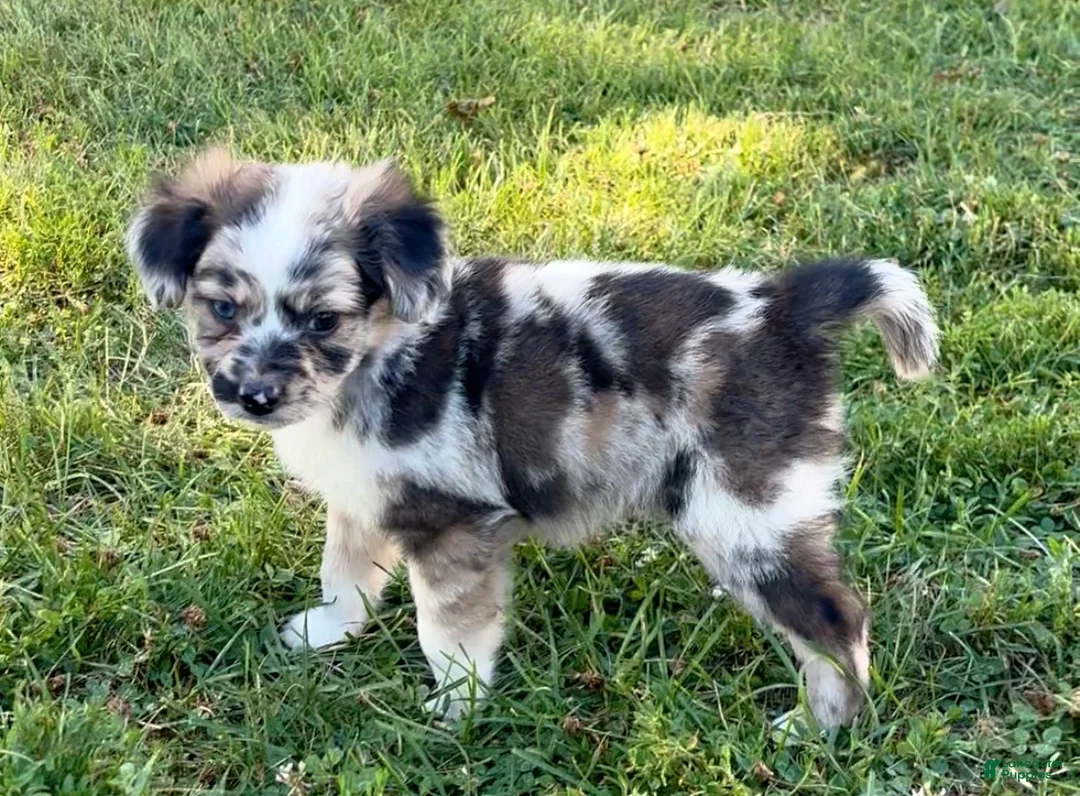 Mini Aussiedoodle dogs for sale: Jasper - Ad 1