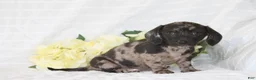 Dachshund dogs for sale: Bella - Ad 1