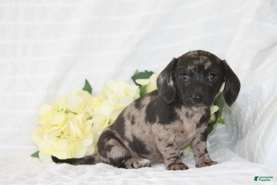 Dachshund dogs for sale: Bella - Ad 1