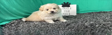 Pomapoo 1