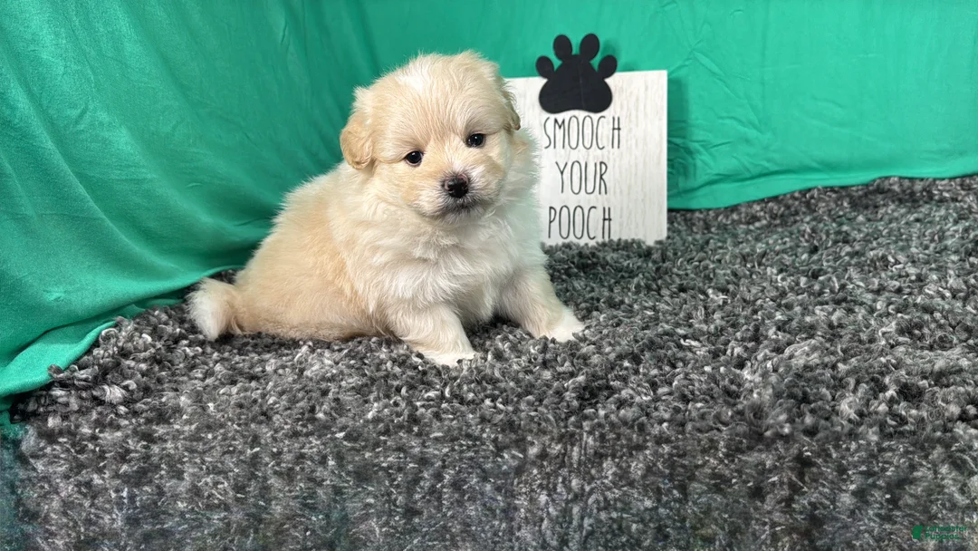 Pomapoo dogs for sale: Pomapoo 1 - Ad 1