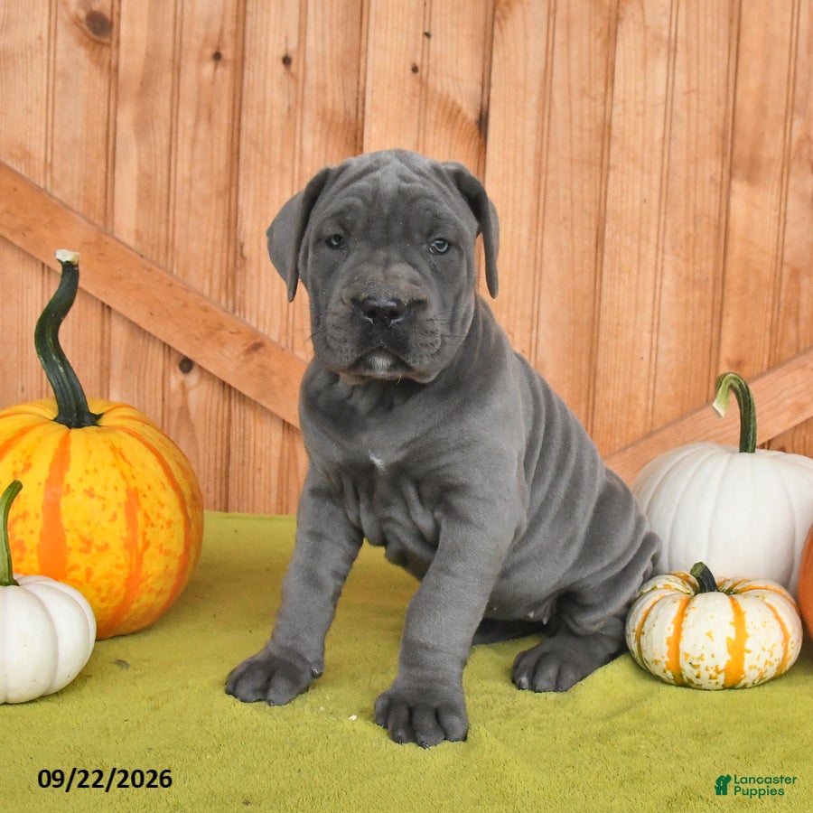 Cane Corso dogs for sale: Cora  - Ad 2