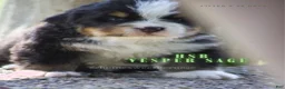 Bernese Mountain Dog dogs for sale: Bernese Mountain Dog Male 6 - Ad 1
