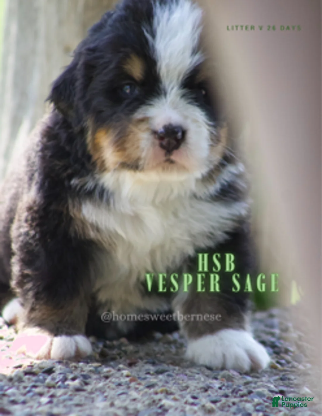 Bernese Mountain Dog dogs for sale: Bernese Mountain Dog Male 6 - Ad 1