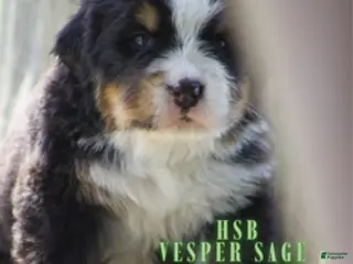Bernese Mountain Dog dogs Bernese Mountain Dog Male 6 - Ad 29