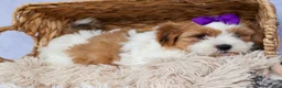 Teddy Bear dogs for sale: TRIXIE - Ad 13