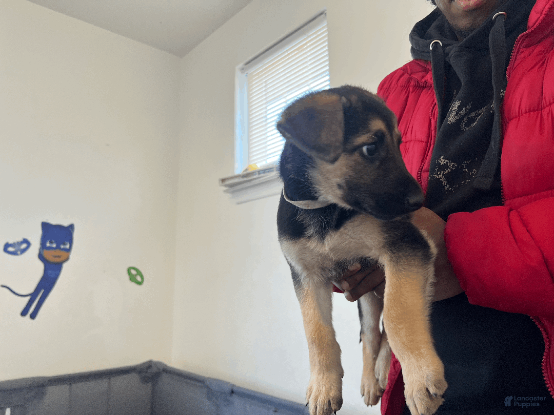 German Shepherd dogs for sale:  Tiny - Ad 3