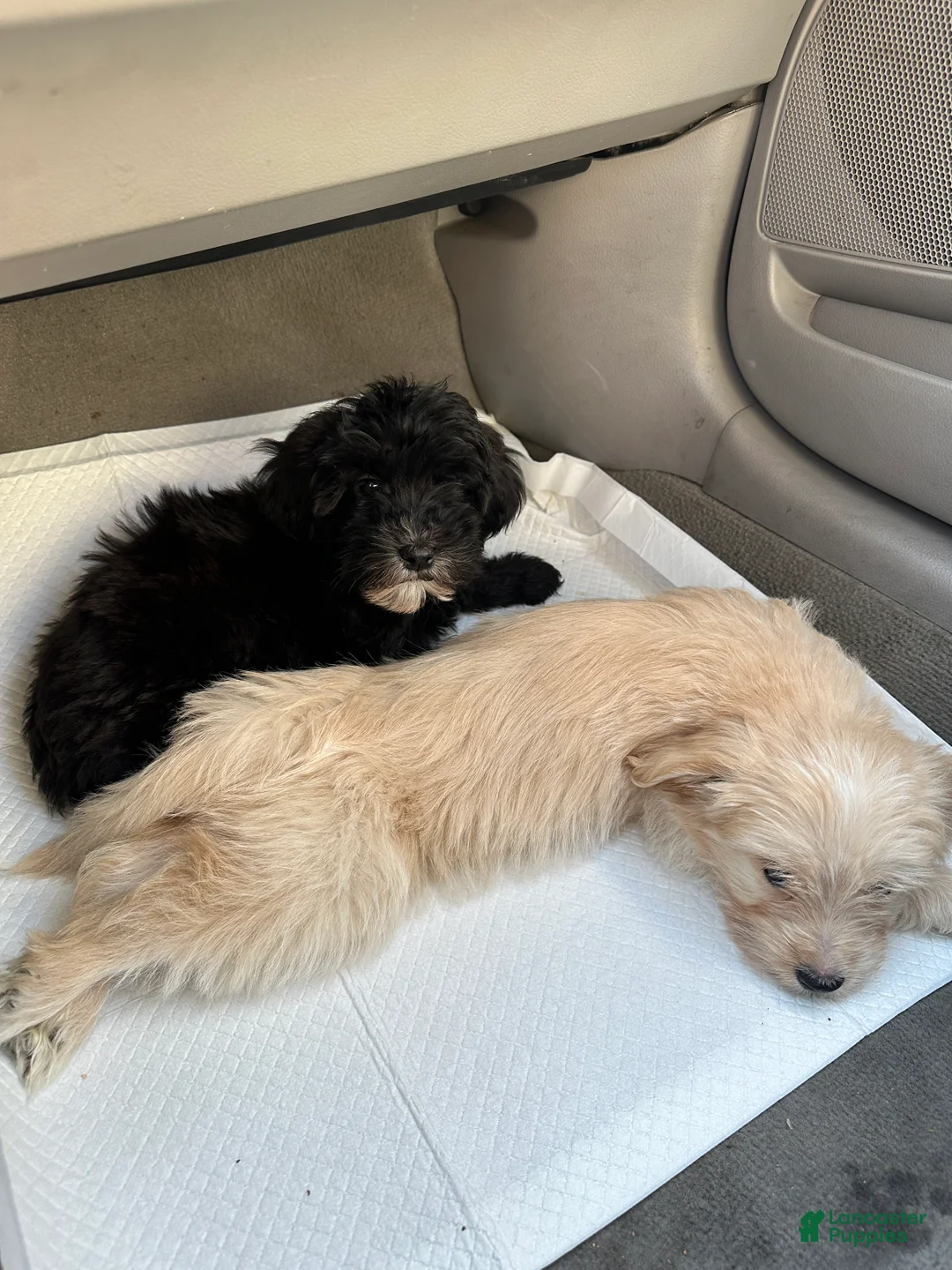 Mixed Breed dogs for sale: Mixed Breed Puppy 3 - Ad 2