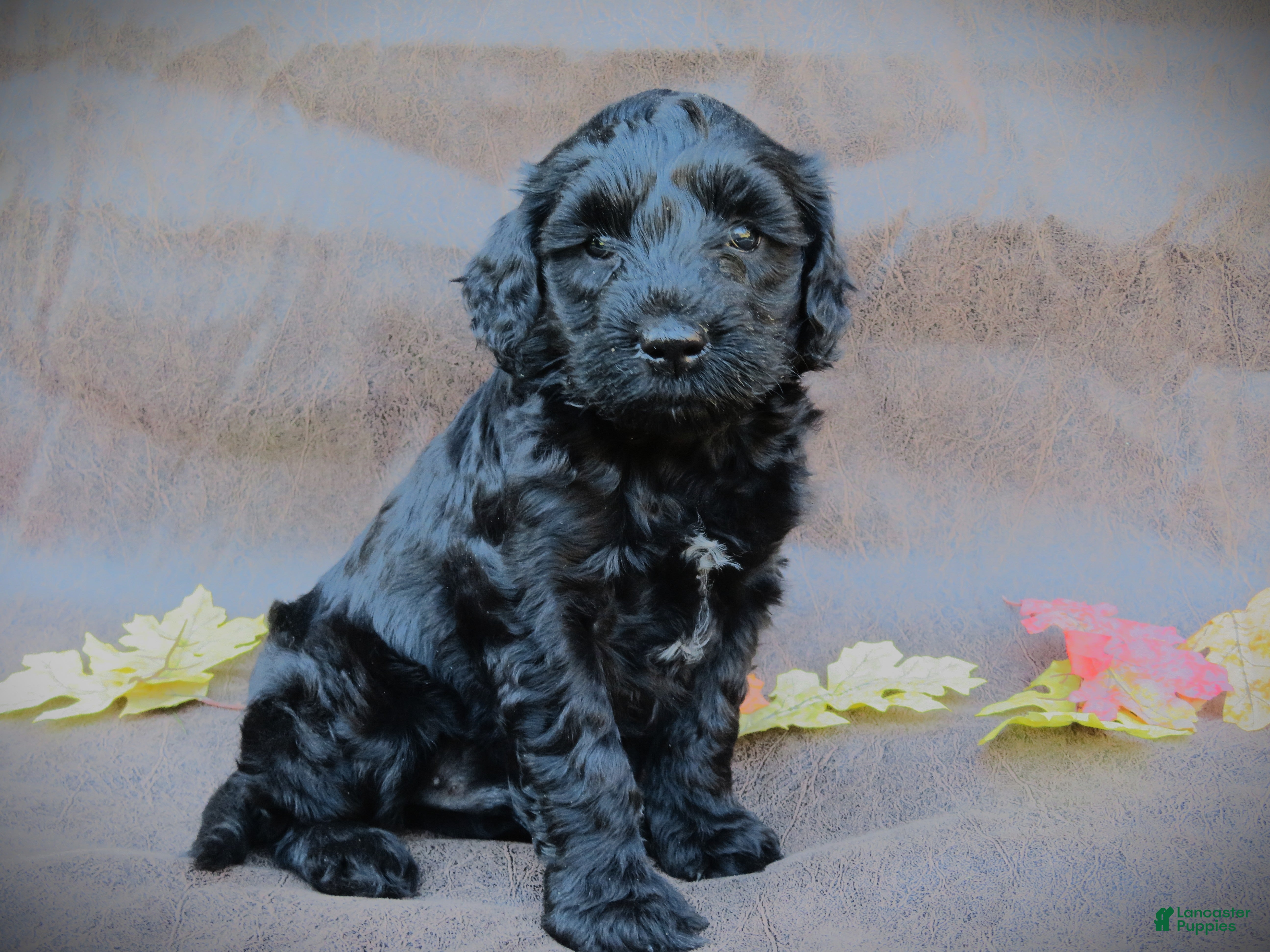 Mixed Breed dogs for sale: Mason - Ad 1