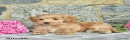 Maltipoo dogs for sale: Elwood  - Ad 5