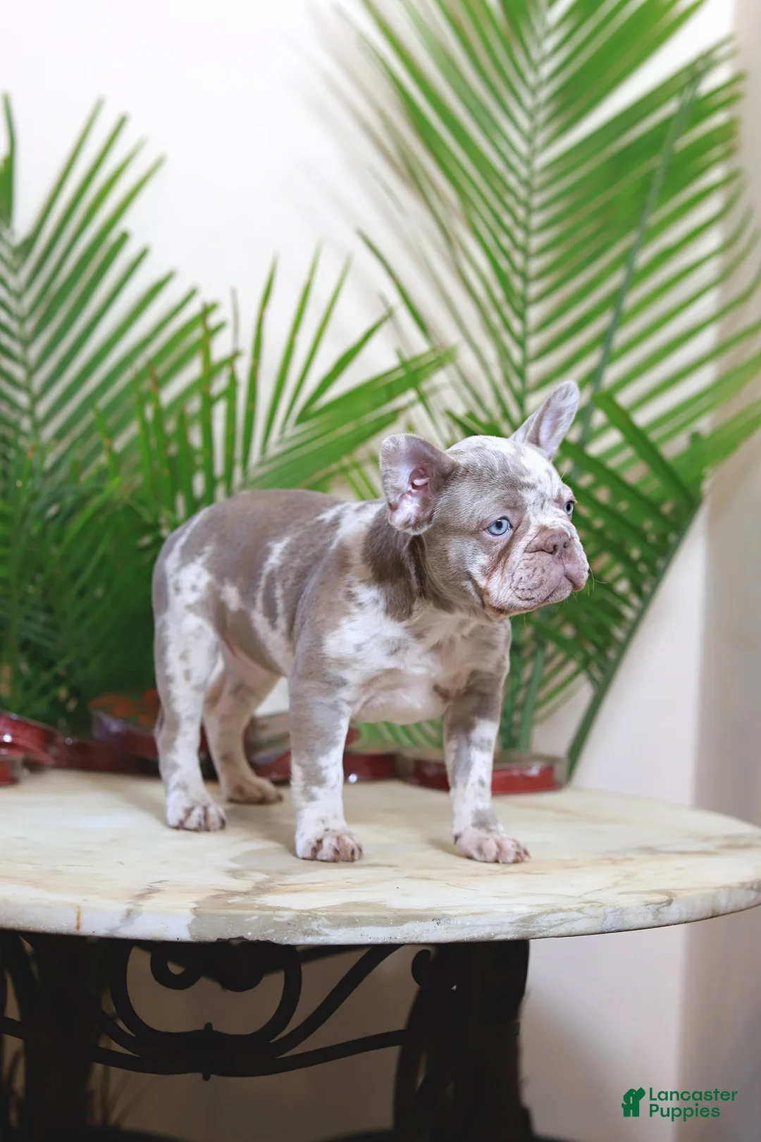 French Bulldog dogs for sale: Milena  - Ad 6