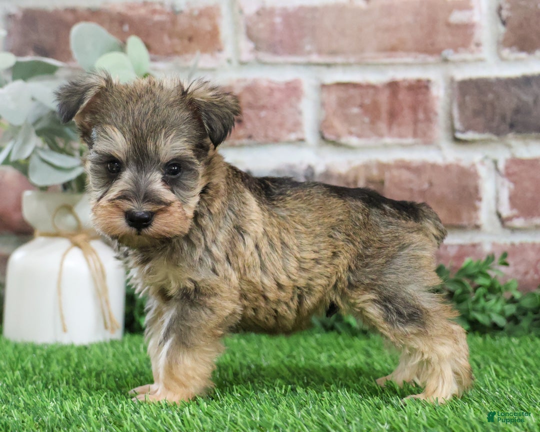 Miniature Schnauzer dogs for sale: Thor - Ad 3