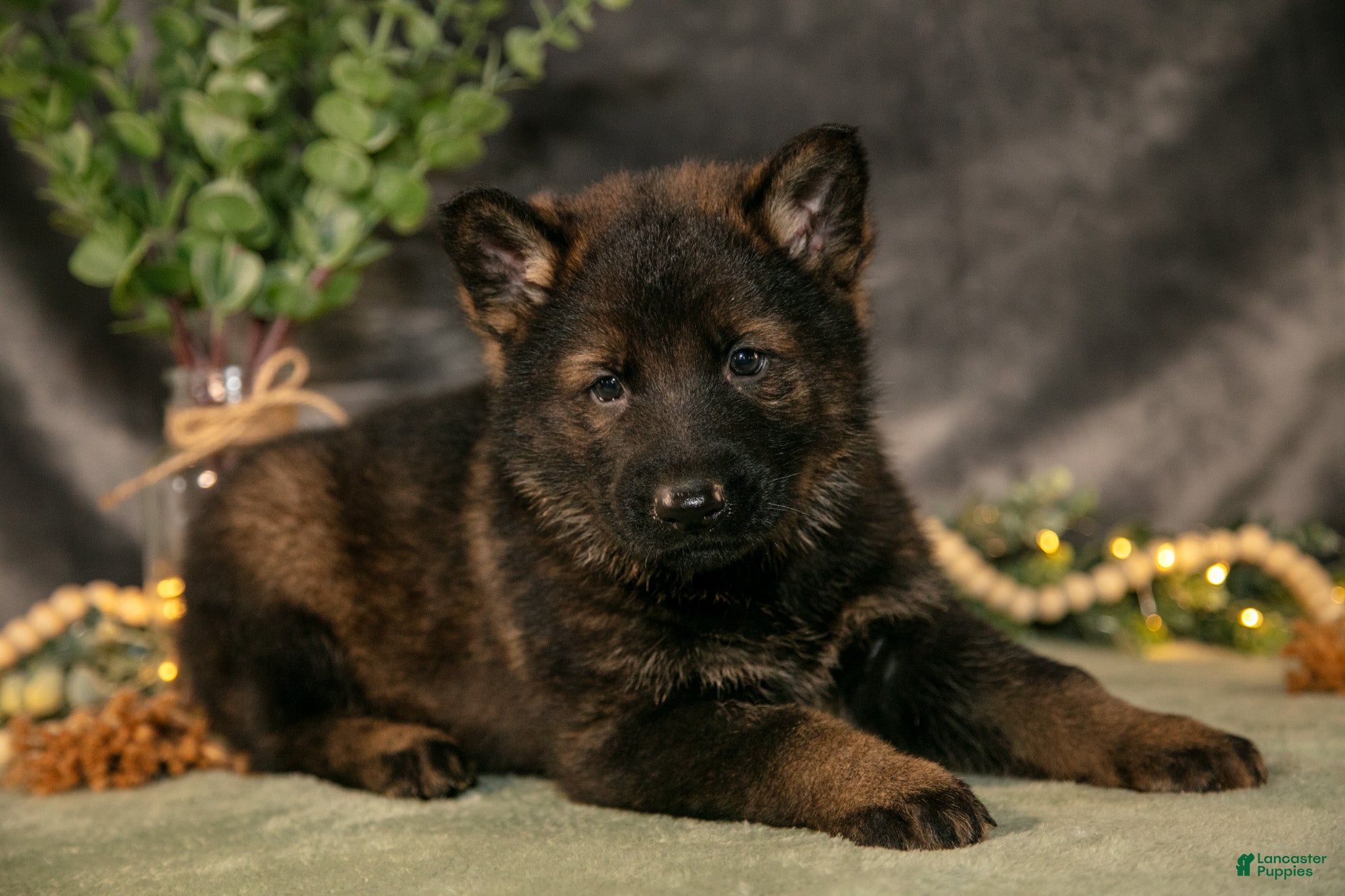 German Shepherd dogs Chase - Ad 1