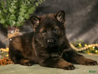 German Shepherd dogs for sale: Chase - Ad 4