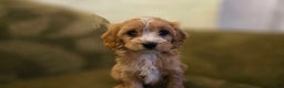 Cavapoo dogs for sale: Willow - Ad 5