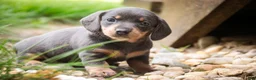 Miniature Dachshund dogs for sale: GiGi - Ad 4