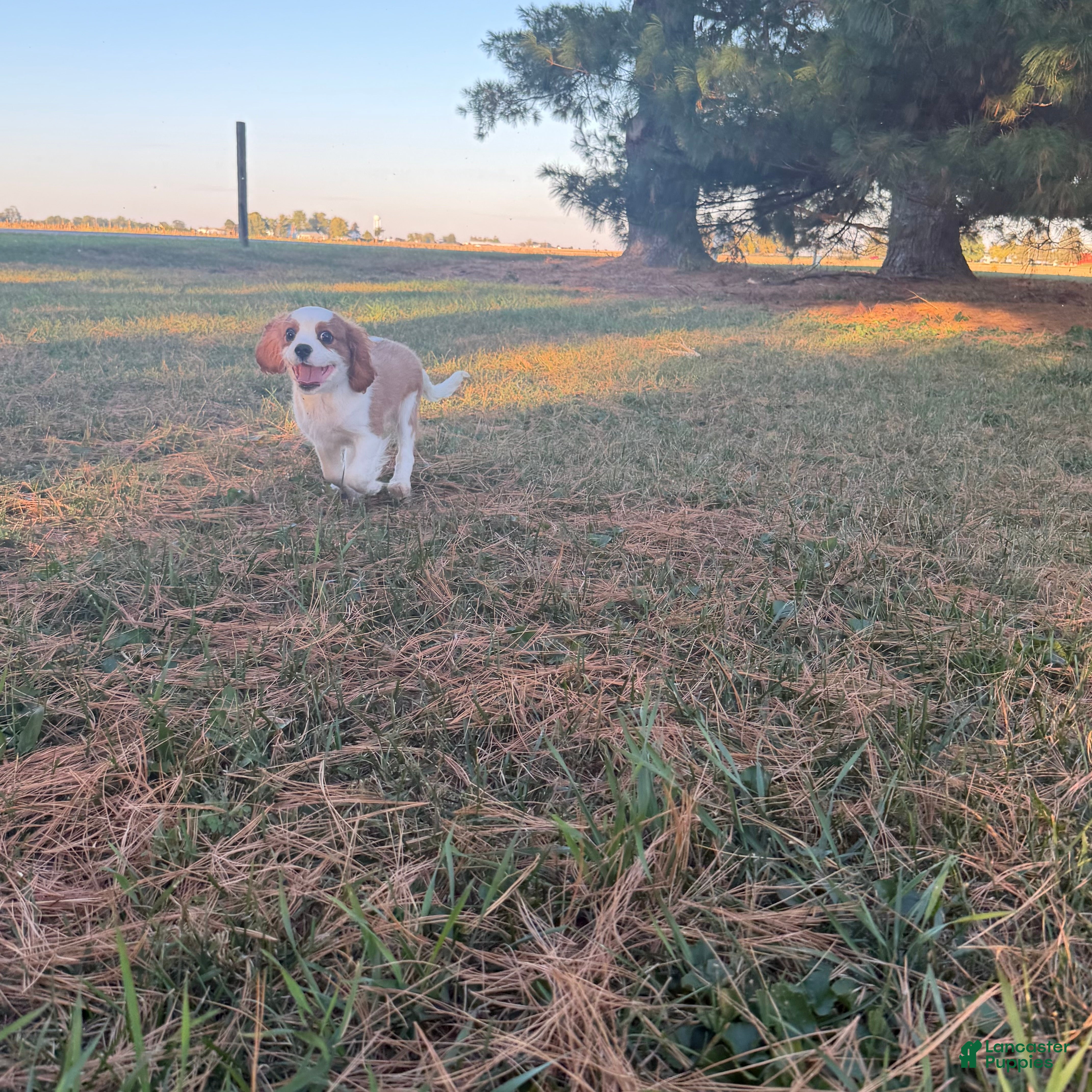 Cavalier King Charles Spaniel dogs Joshua Cavalier King Charles Spaniel  - Ad 2