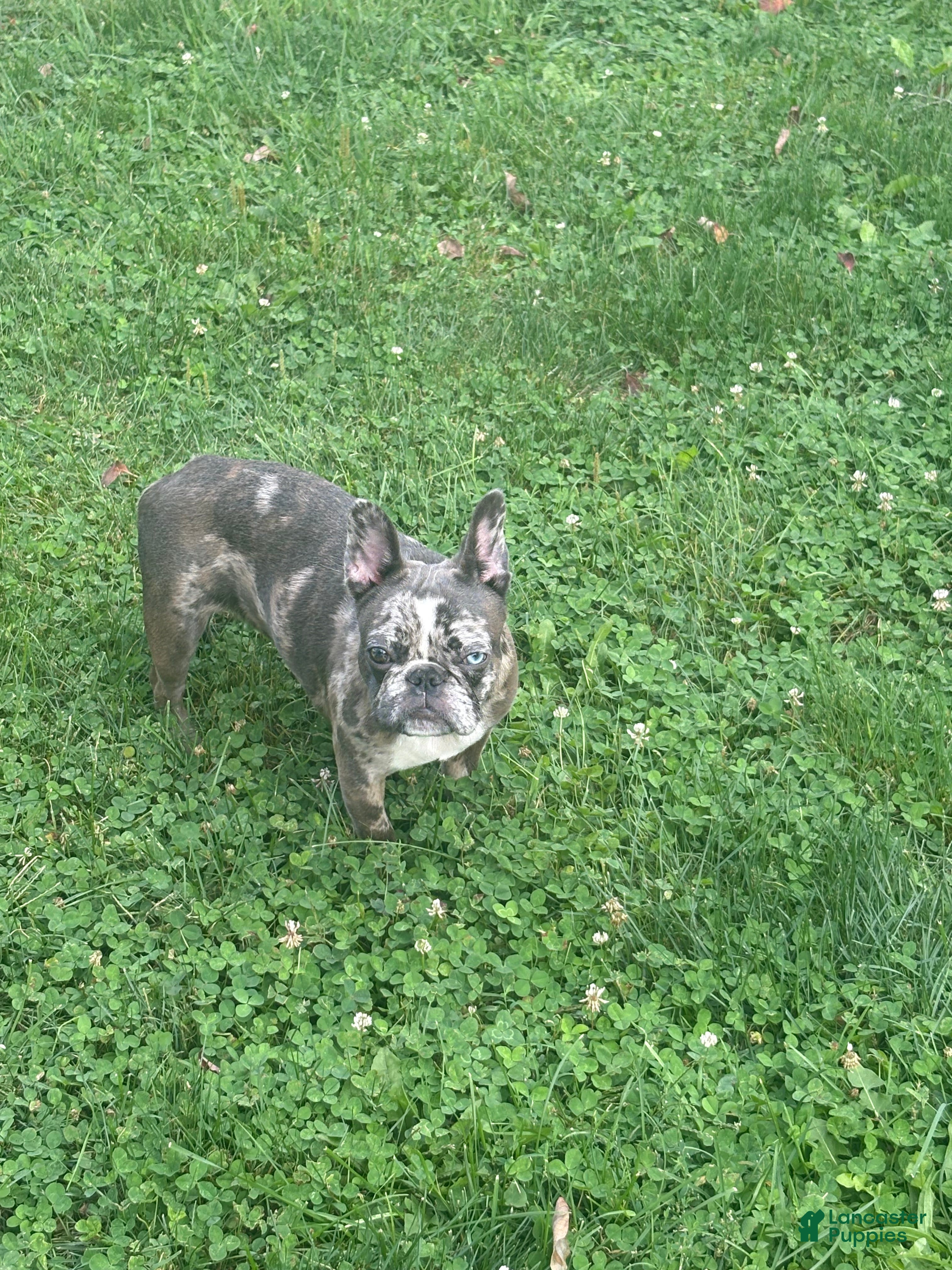 French Bulldog dogs French Bulldog Puppy 1 - Ad 15