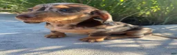 Miniature Dachshund dogs for sale: Otis - Ad 11