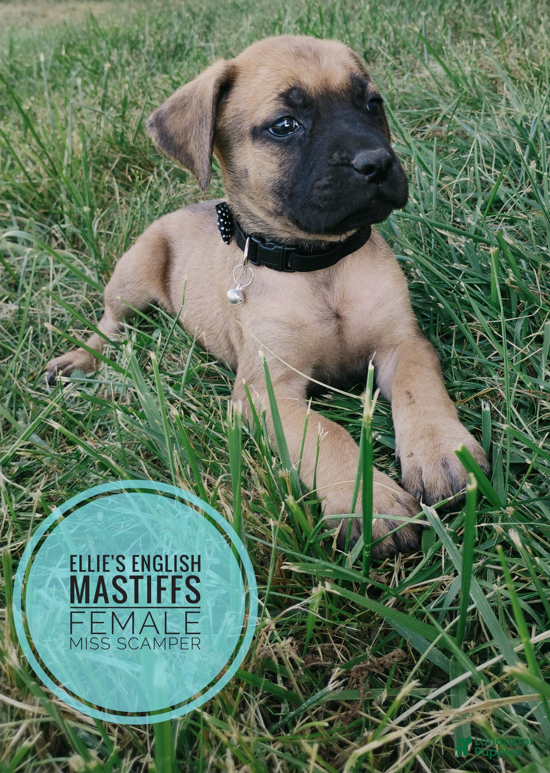 English Mastiff dogs Miss scamper  - Ad 2