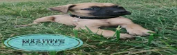 English Mastiff dogs for sale: Miss scamper  - Ad 2