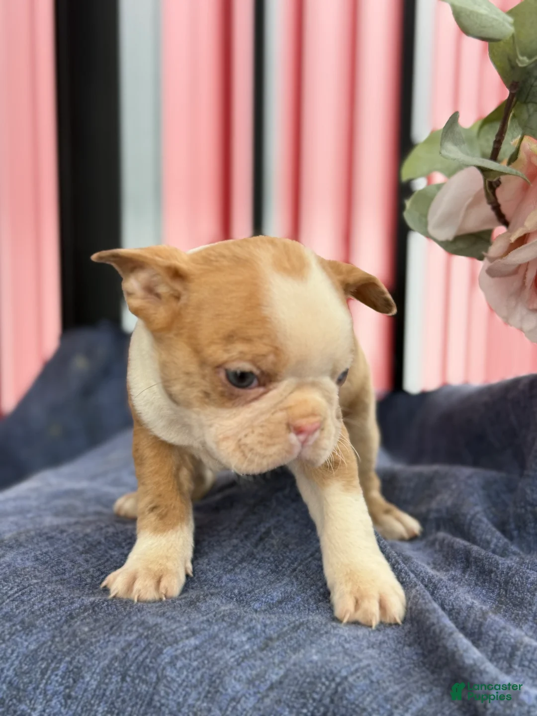 Boston Terrier dogs for sale: Billy - Ad 13