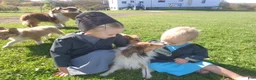 Shetland Sheepdog dogs for sale: Shetland Sheepdog 1 - Ad 5