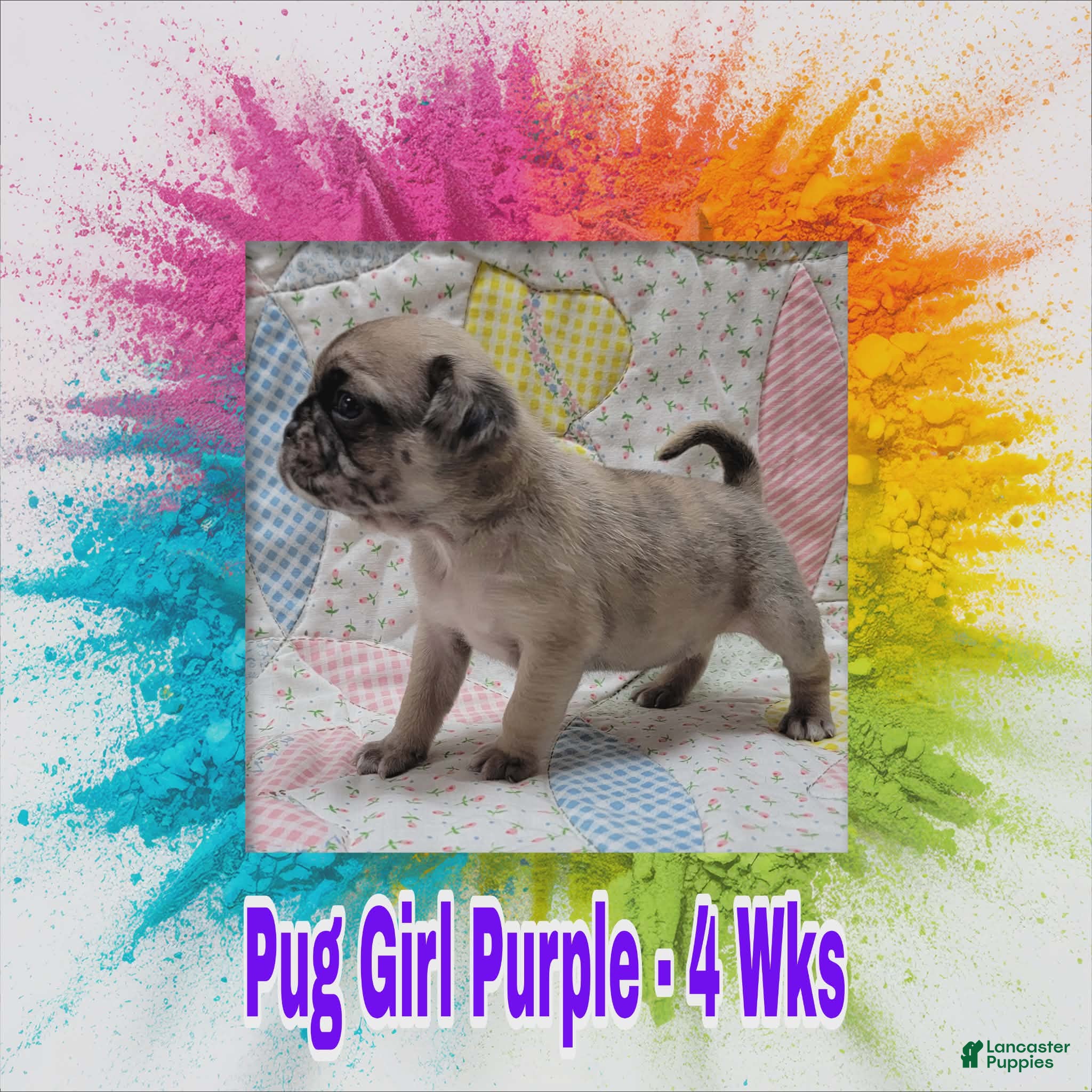 Pug dogs Pug Puppy Girl Purple - Ad 34