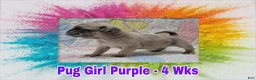 Pug dogs for sale: Pug Puppy Girl Purple - Ad 5