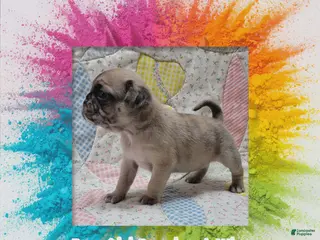 Pug dogs Pug Puppy Girl Purple - Ad 34